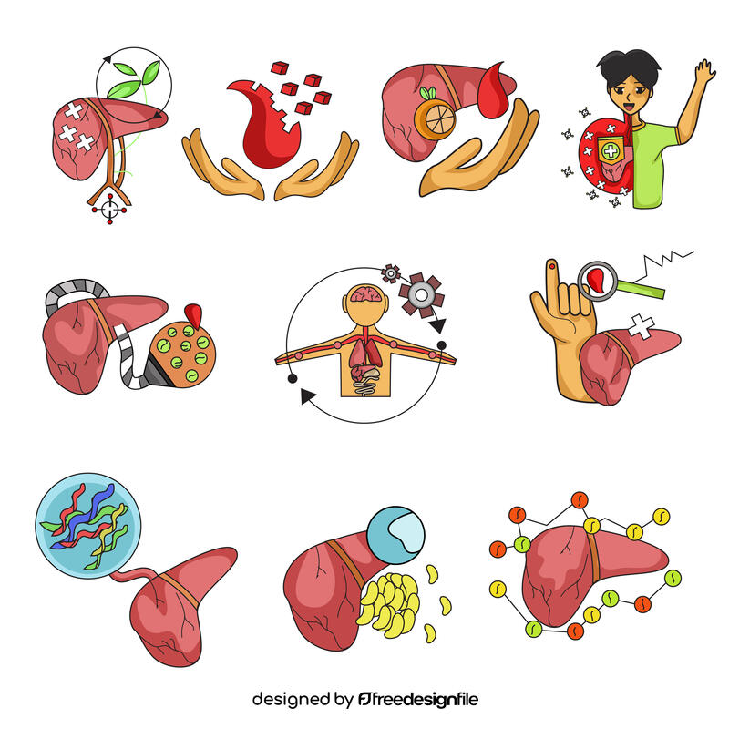 Liver set vector