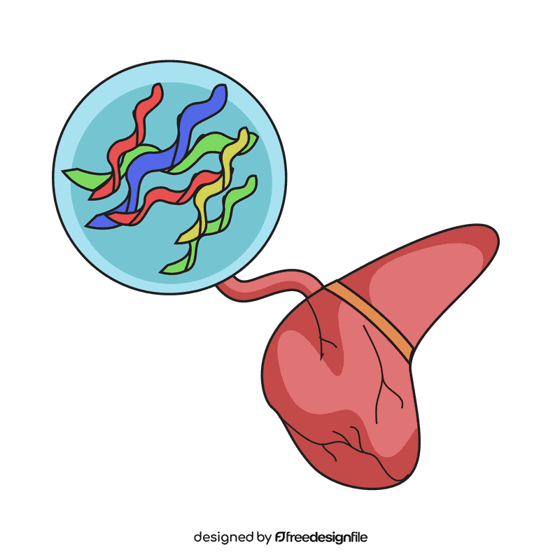 Liver glycogen saver clipart