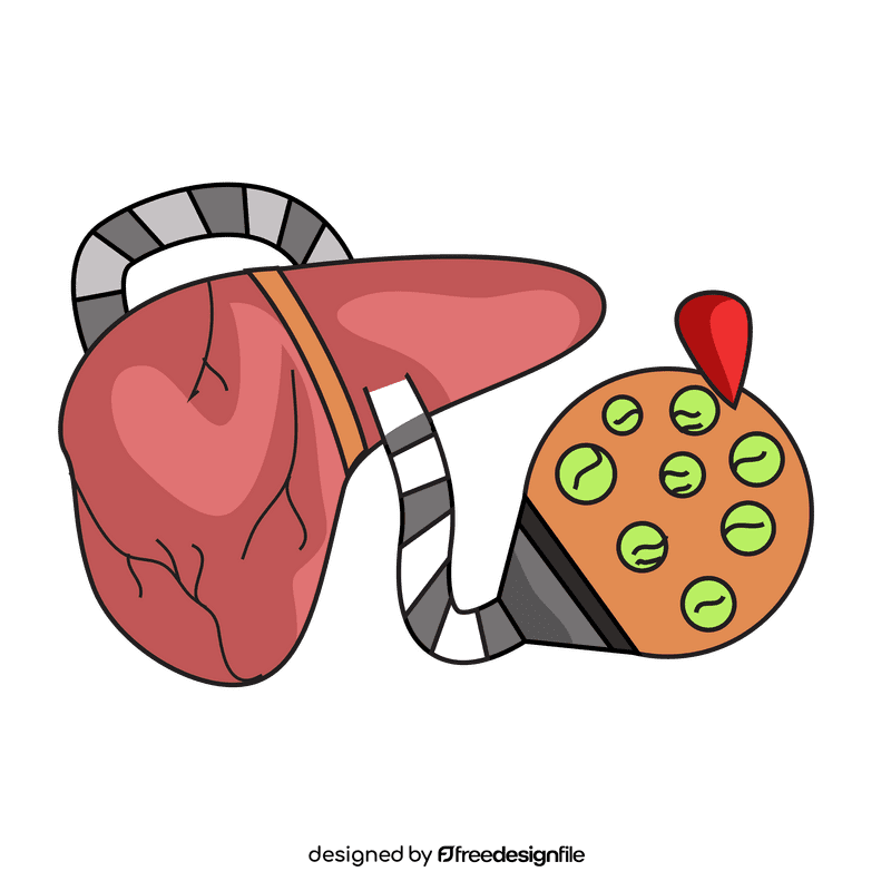 Liver red blood cell maker clipart