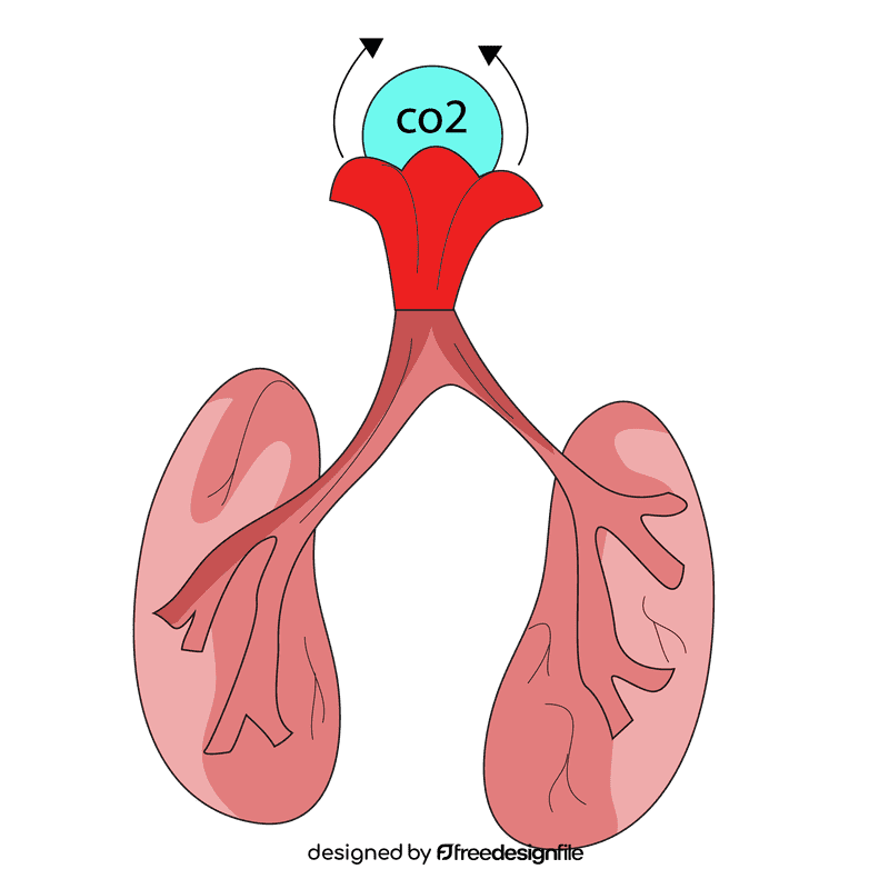 Lungs excretion carbon dioxide clipart