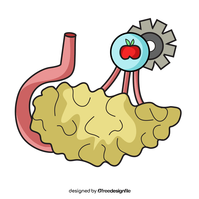 Pancreas digestive system clipart