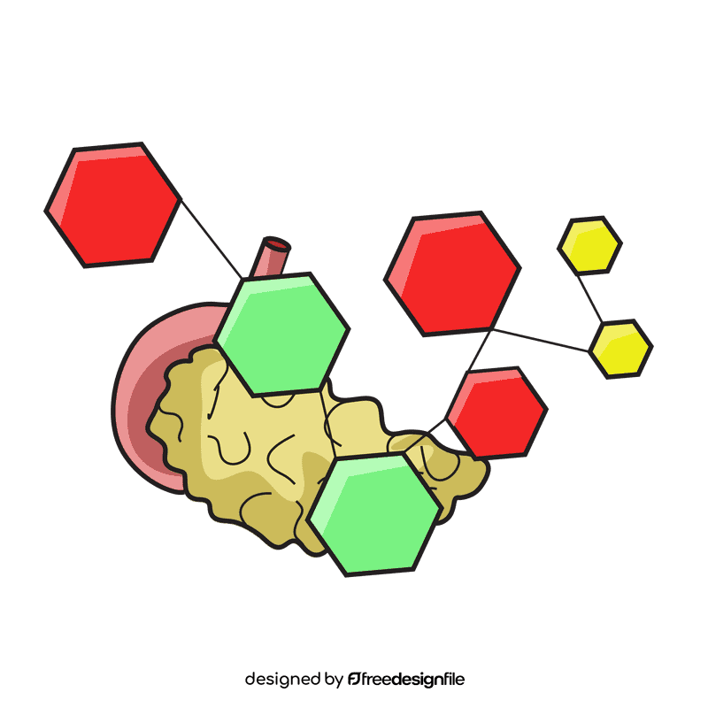 Pancreas hormones system clipart