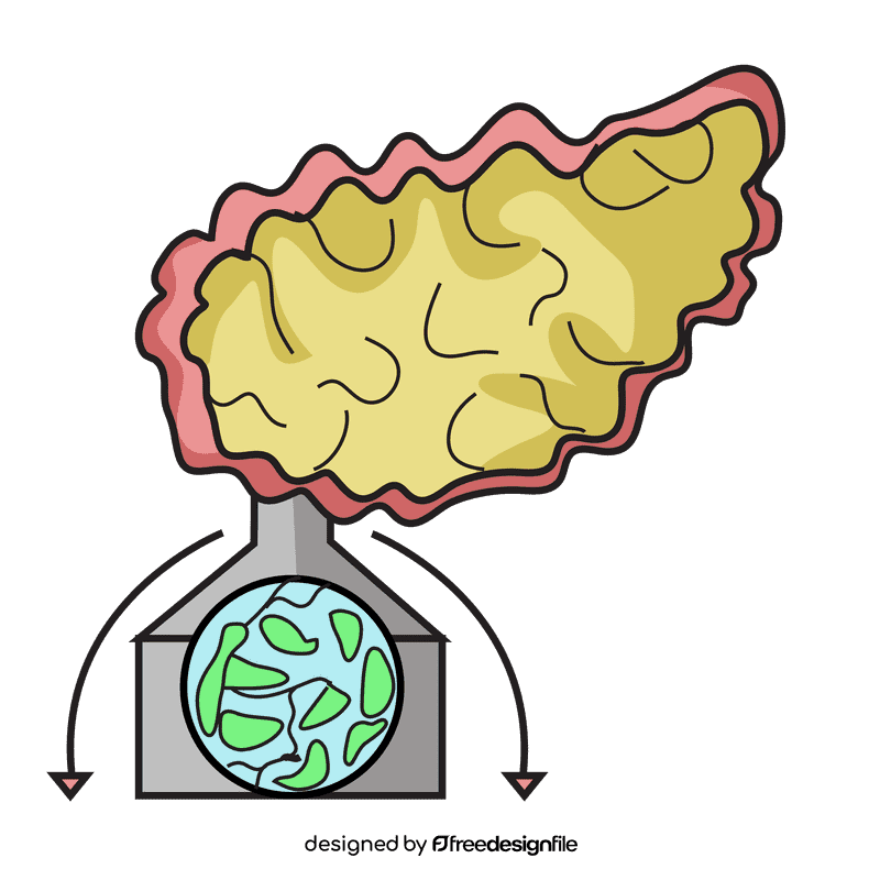 Pancreas releasing enzymes clipart