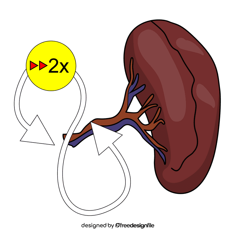 Spleen hipersplenisme clipart