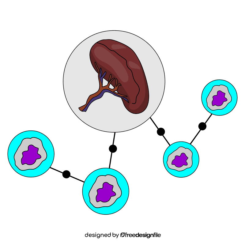 Spleen lymphocytes clipart
