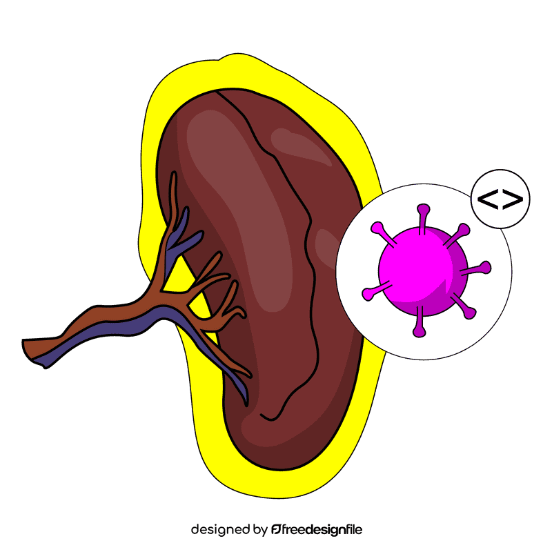 Spleen splenomegali clipart