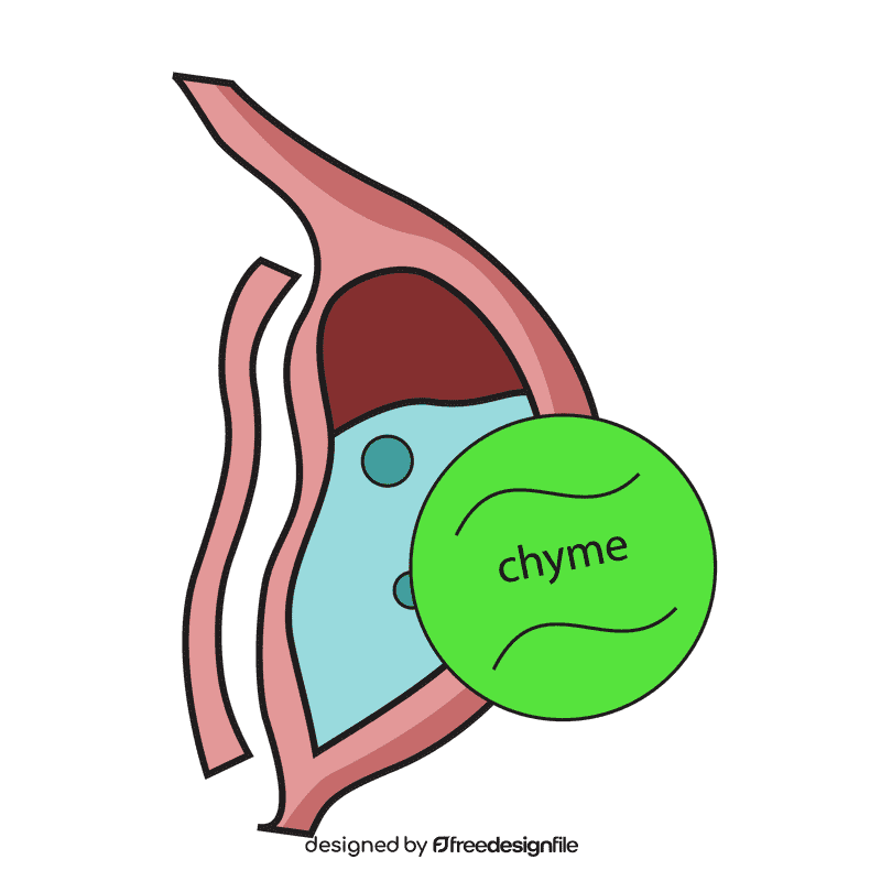 Stomach chyme produces clipart