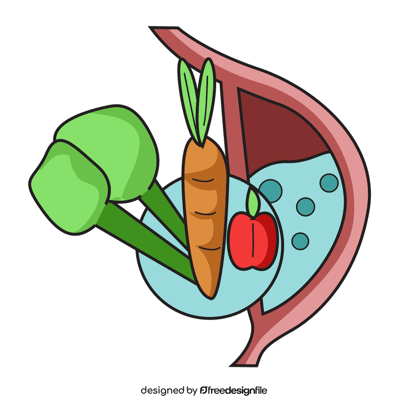 Stomach food storage clipart
