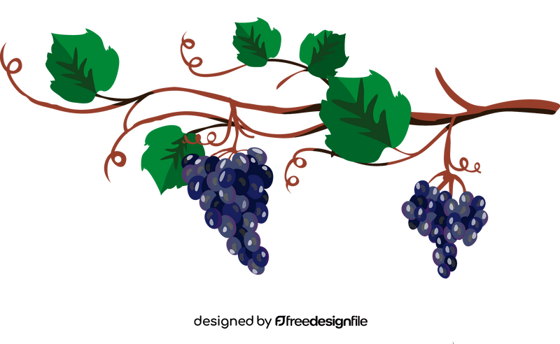 Branch of grapes clipart