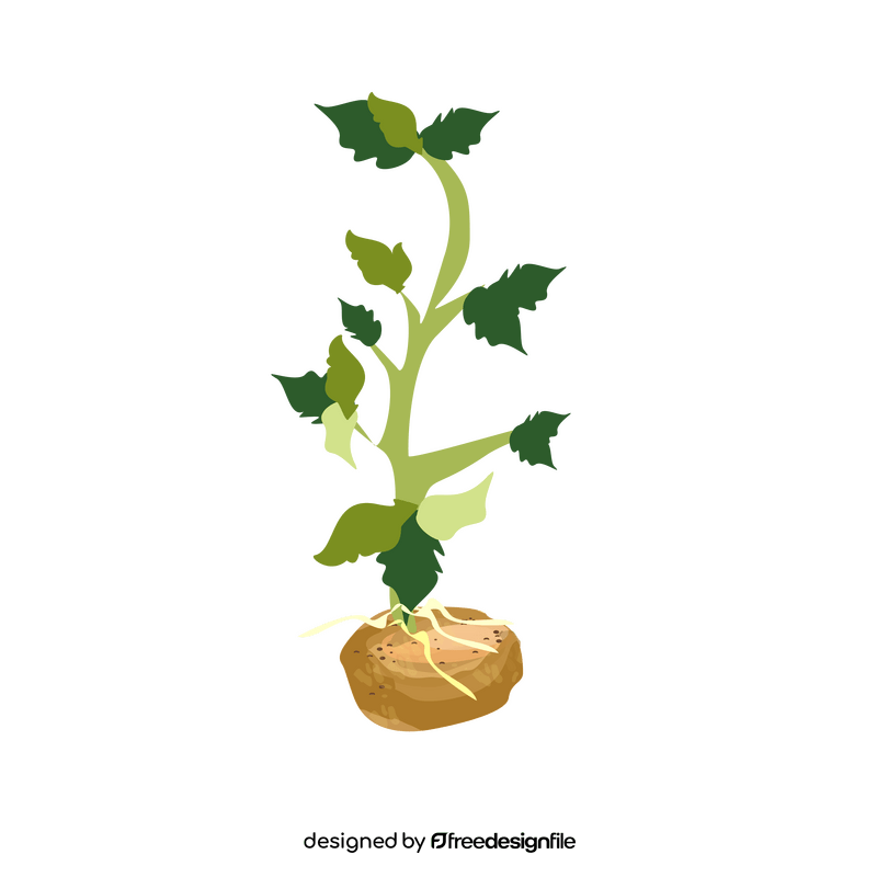 Potato plant clipart
