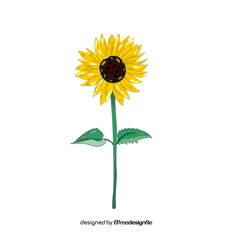 Sunflower illustration clipart