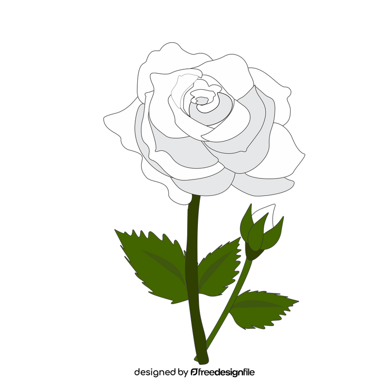 White rose with a bud clipart