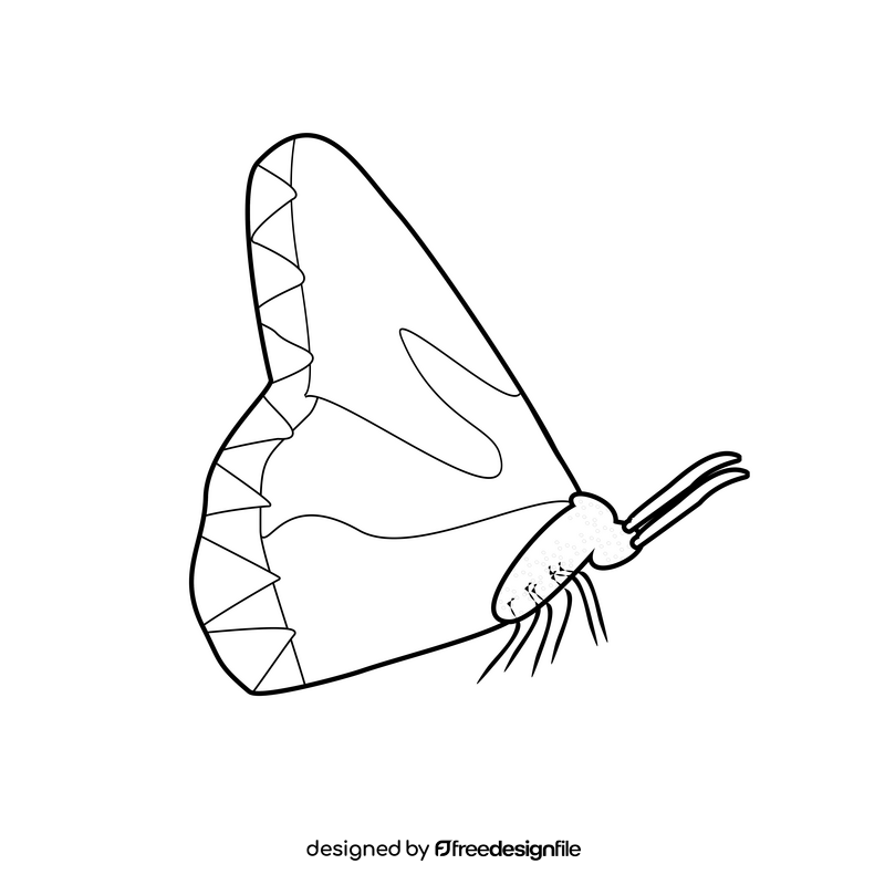 Free butterfly black and white clipart