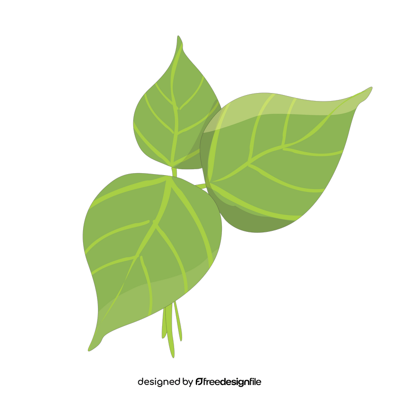 Catalpa leaves cartoon clipart