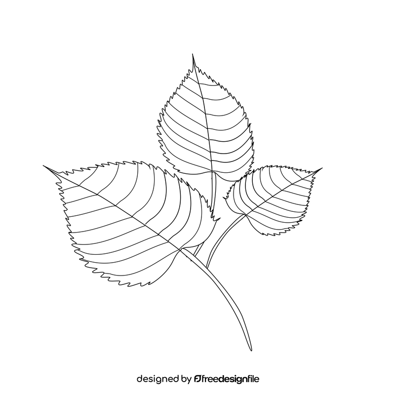 Cartoon linden leaf black and white clipart