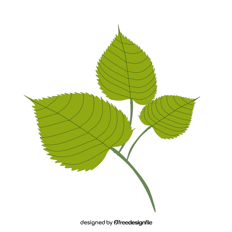 Cartoon linden leaf clipart