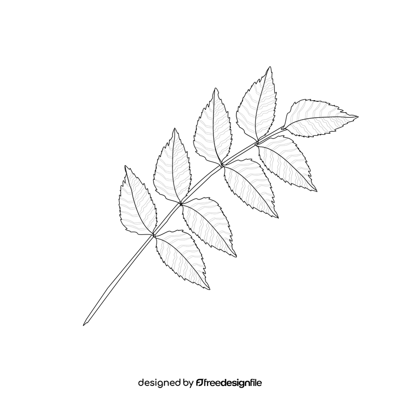 Hornbeam leaf black and white clipart
