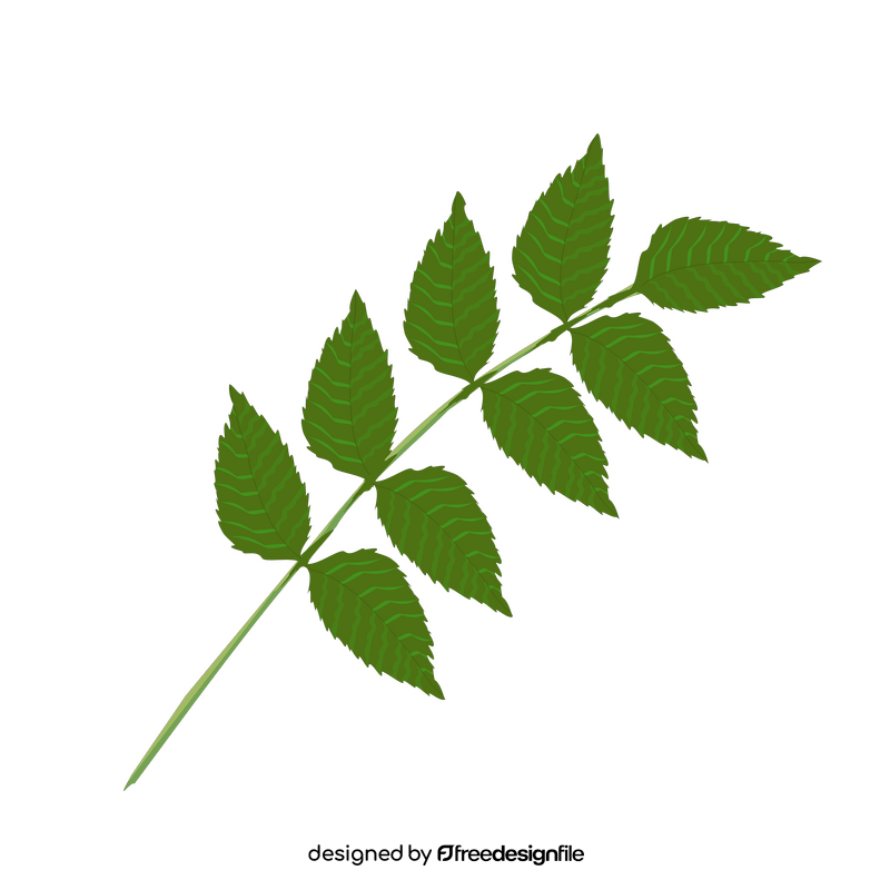 Hornbeam leaf clipart