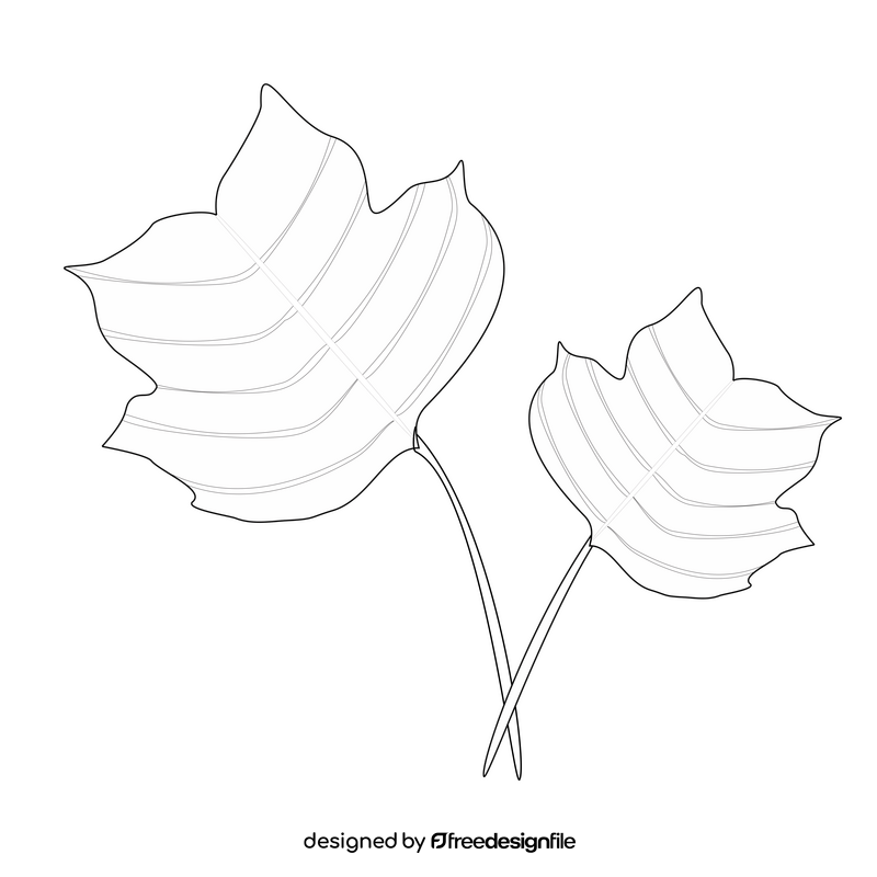 Tulip tree leaf black and white clipart