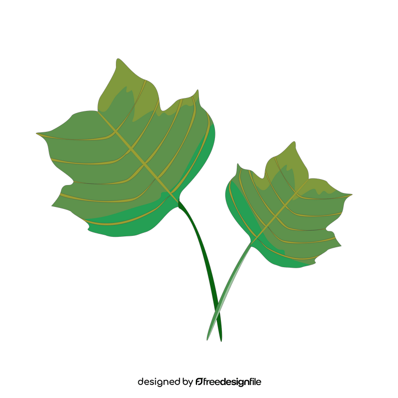 Tulip tree leaf clipart