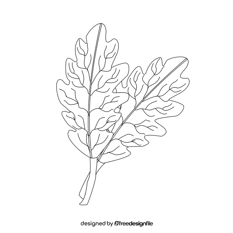 Oak leaf cartoon drawing black and white clipart