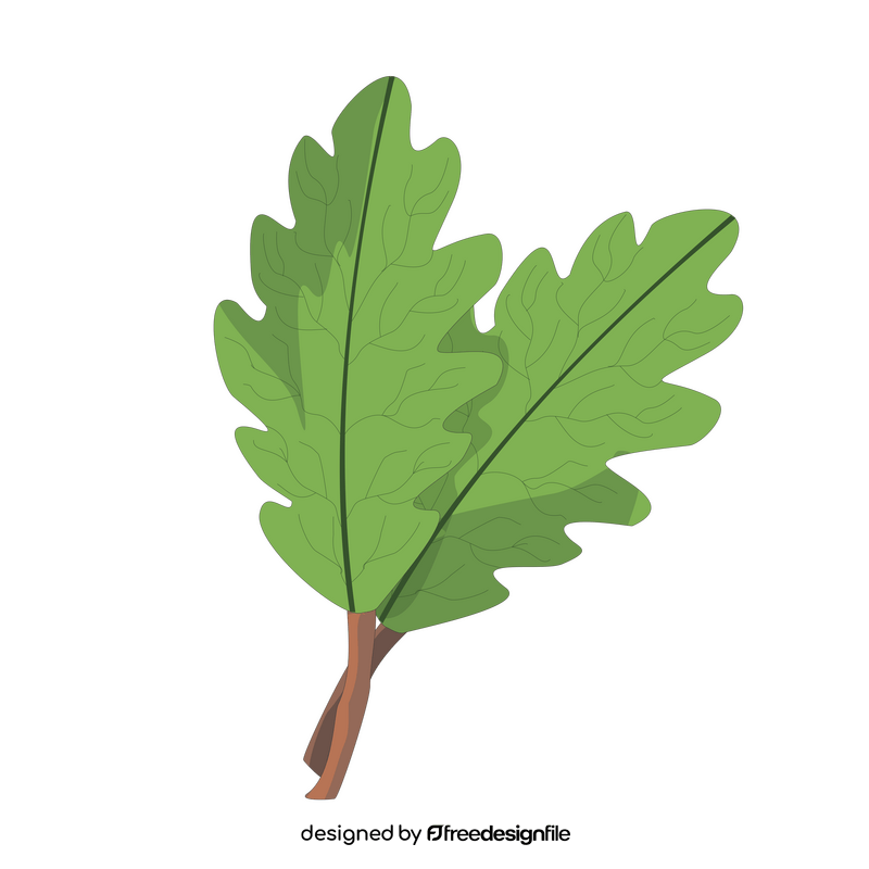 Oak leaf cartoon drawing clipart