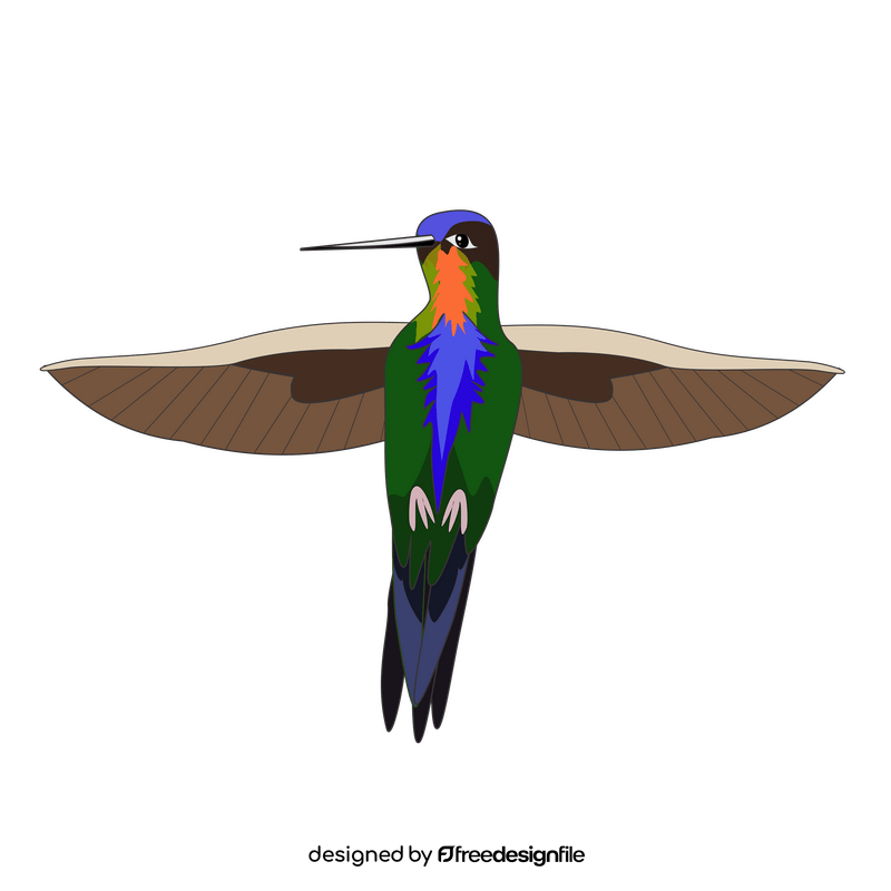 Hummingbird illustration clipart