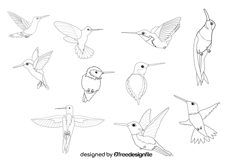 Hummingbirds black and white vector