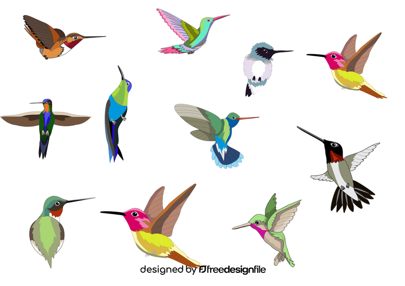 Hummingbirds vector