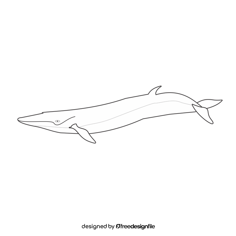 Cartoon fin whale black and white clipart