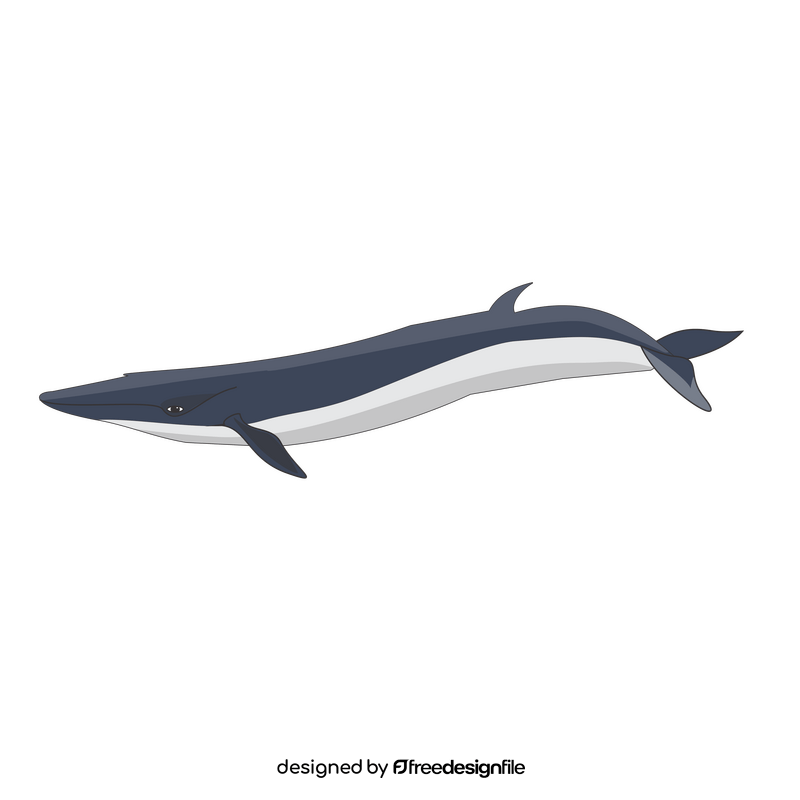 Cartoon fin whale clipart
