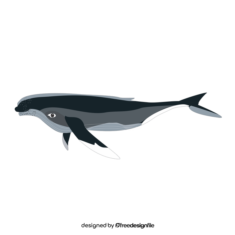 Humpback whale illustration clipart