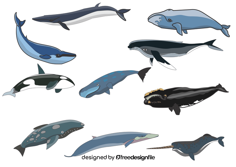 Free whales vector