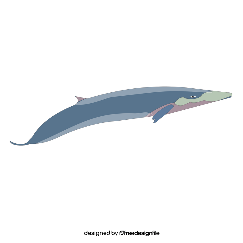 Free sei whale clipart