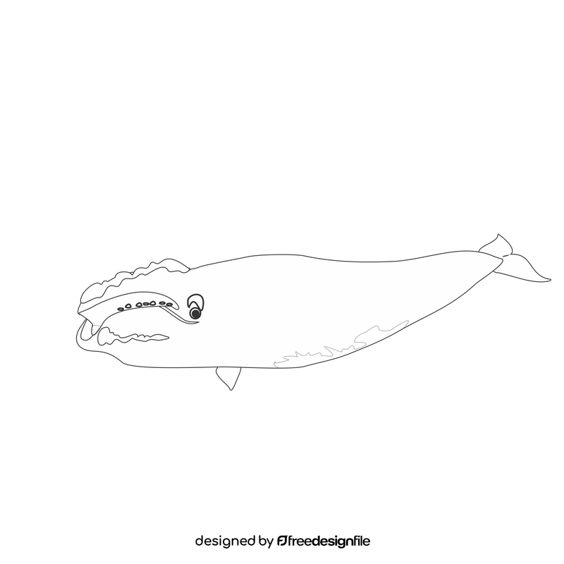 Right whale cartoon drawing black and white clipart