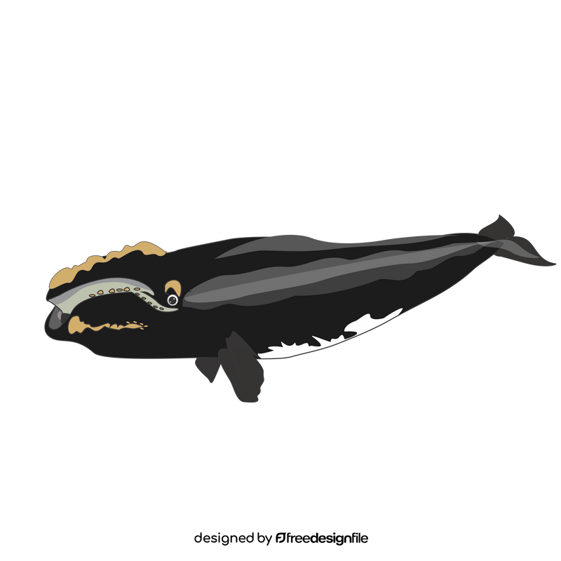 Right whale cartoon drawing clipart