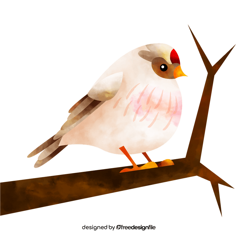 Hoary redpoll bird clipart