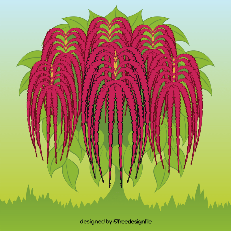 Amaranthus flower vector