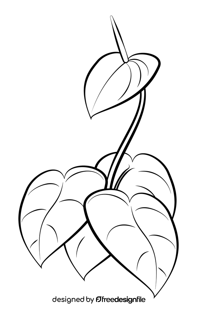 Anthurium flower black and white clipart