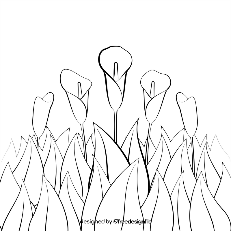 Calla lily black and white vector