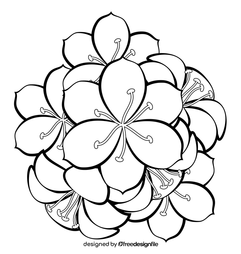 Clivia flower black and white clipart