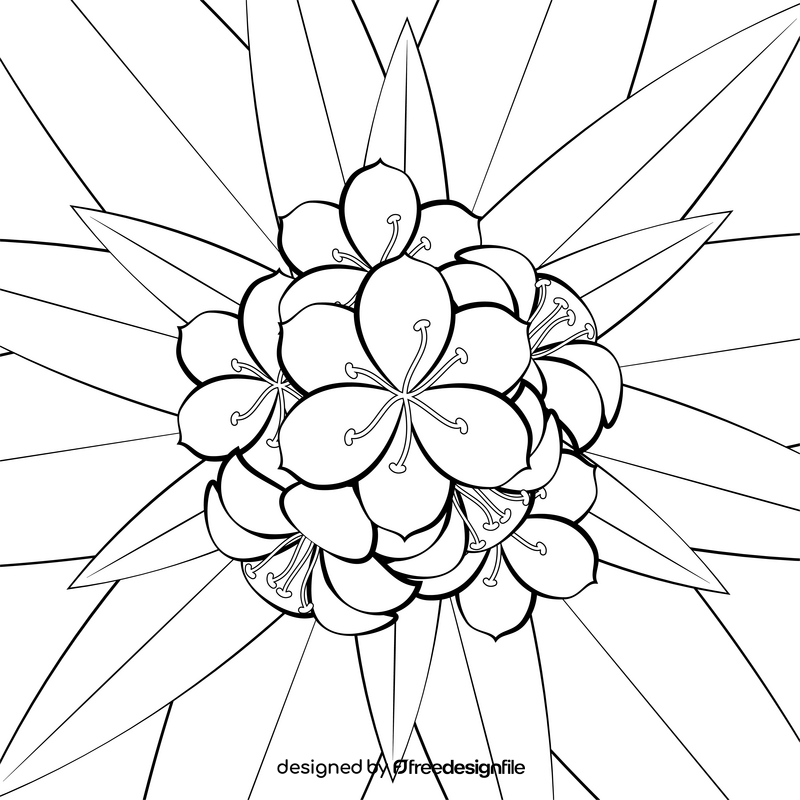 Clivia flower black and white vector