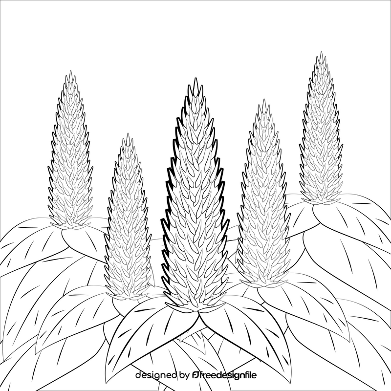 Celosia flower black and white vector