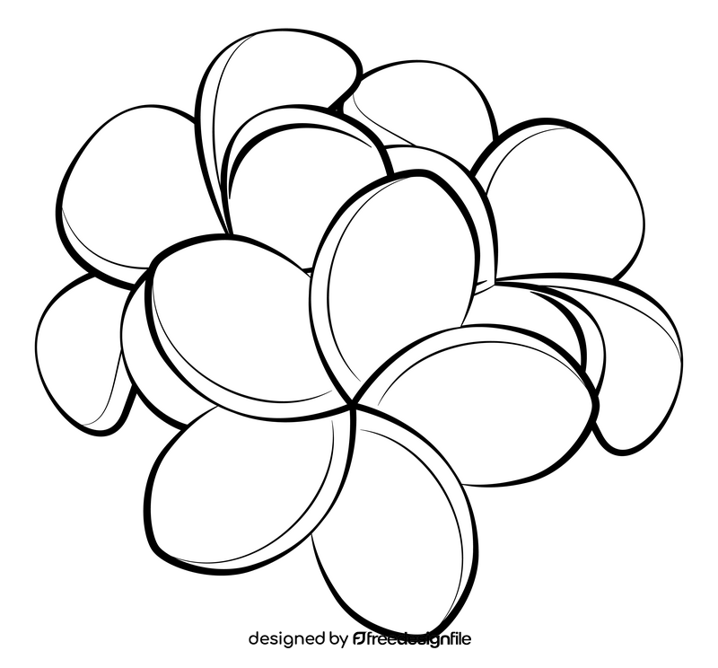 Frangipani plumeria flower black and white clipart