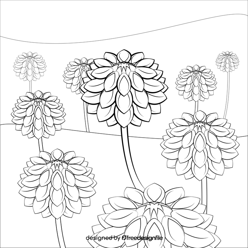 Dahlia black and white vector