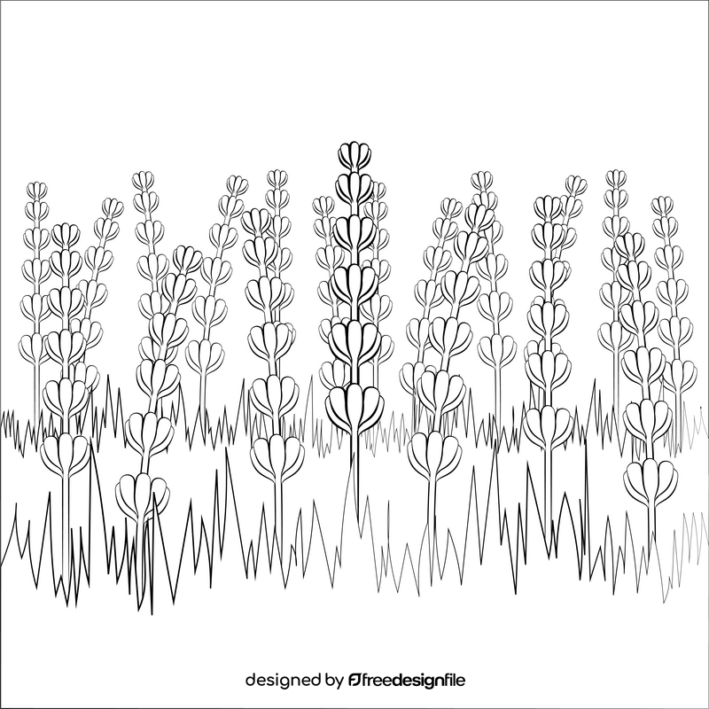 Lavender flower black and white vector