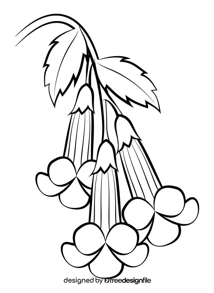 Trumpet creeper flower black and white clipart