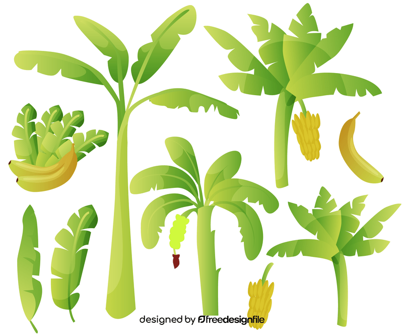 Tropical banana palm trees vector