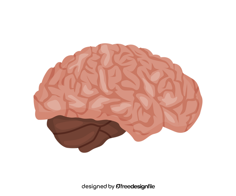 Brain illustration clipart