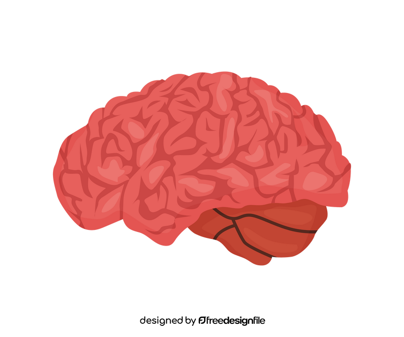 Brain drawing clipart